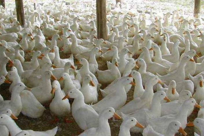 Marinhave é uma empresa de produção de patos localizada em Benavente