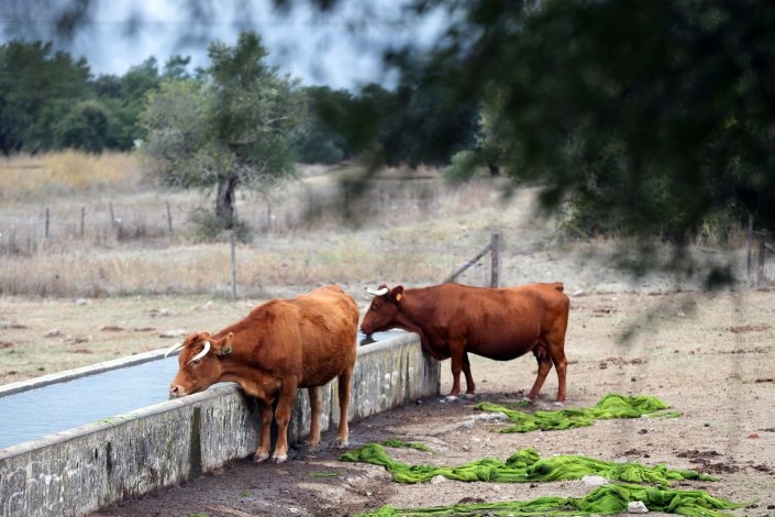Vacas bebem num bebedouro junto a um poço que ainda tem água, numa herdade em Mora, que tem 200 bovinos alimentados diariamente com feno, devido à falta de alimentos nos campos. 2 de Novembro de 2017