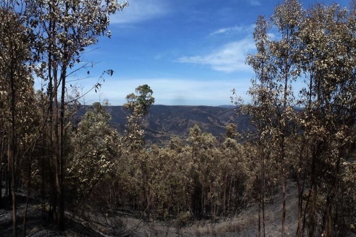 Imagem de zona atingida pelo grande incêndio florestal de meados de Junho de 2017 na freguesia de Alvares, concelho de Góis (distrito de Coimbra)