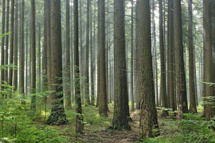 Floresta portuguesa: pinheiral, local não identificado.