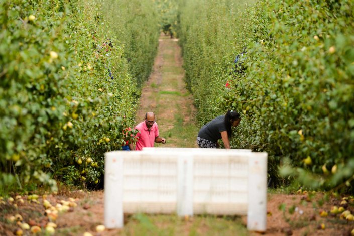 Trabalhadores apanham pêra rocha numa exploração no concelho das Caldas da Rainha. 23 de Agosto de 2017