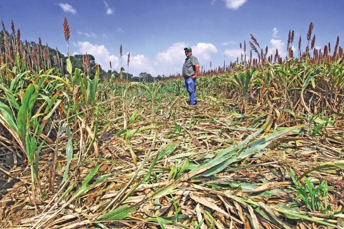 Agricultor observa danos causados por bando de javalis
