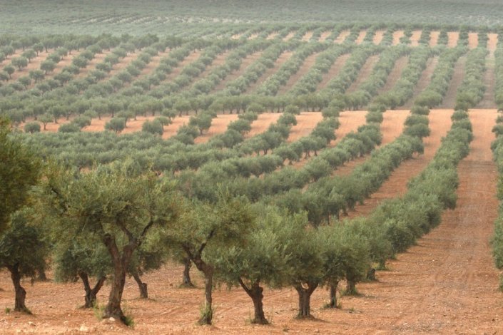 Olival intensivo /Vida Rural