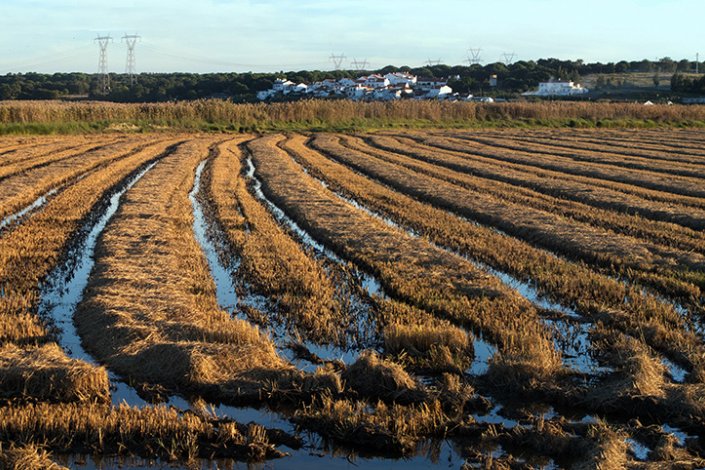 Segundo contas reveladas pelo município de Alcácer do Sal, a não produção de arroz causaria um prejuízo de 12 mil milhões de euros ao País, com especial impacto naquela região