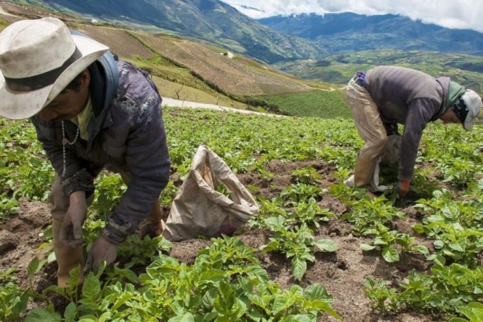 Os lÃderes campesinos são defensores da reforma agrária e participam na substituição voluntária de cultivos ilÃcitos
