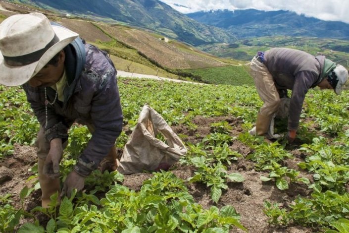 Os lÃ­deres campesinos sÃ£o defensores da reforma agrÃ¡ria e participam na substituiÃ§Ã£o voluntÃ¡ria de cultivos ilÃ­citos