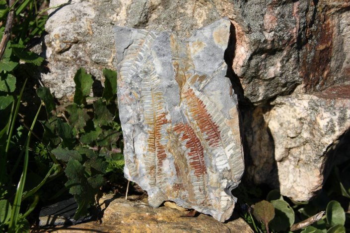 Fóssil na zona de Germunde (Castelo de Paiva), disponivel na página de António Patrão no Facebook