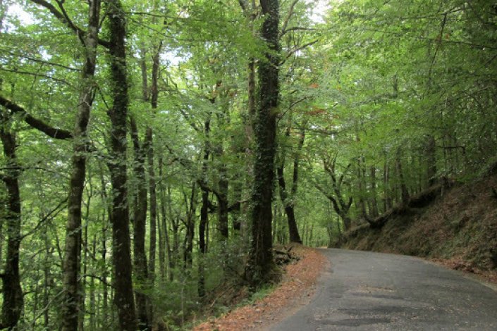 Mata da Albergaria, no Gerês