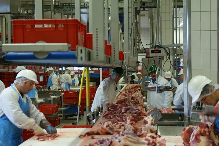 A falta de contratações na DGAV obriga os médicos veterinários a trabalhar além do horário normal de trabalho